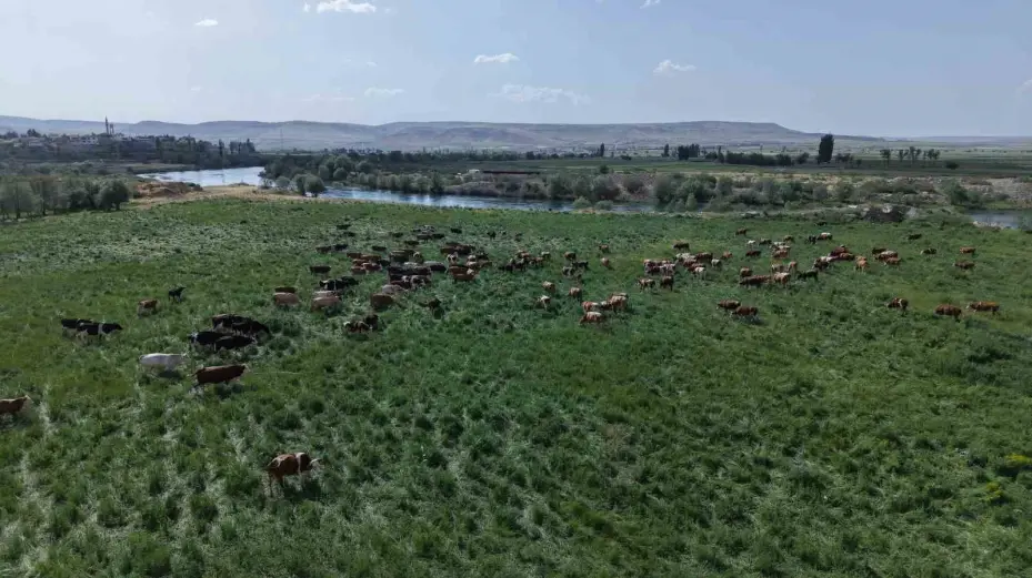 Büyükşehirin mera vasfı kazandırdığı 400 dekar alanda bin 500 büyükbaş otluyor