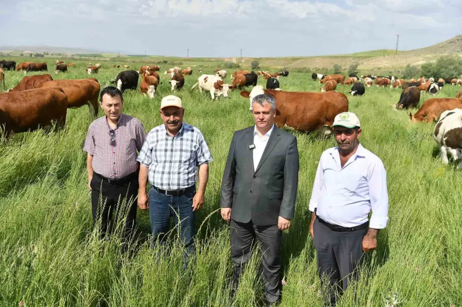 Büyükşehirin mera vasfı kazandırdığı 400 dekar alanda bin 500 büyükbaş otluyor