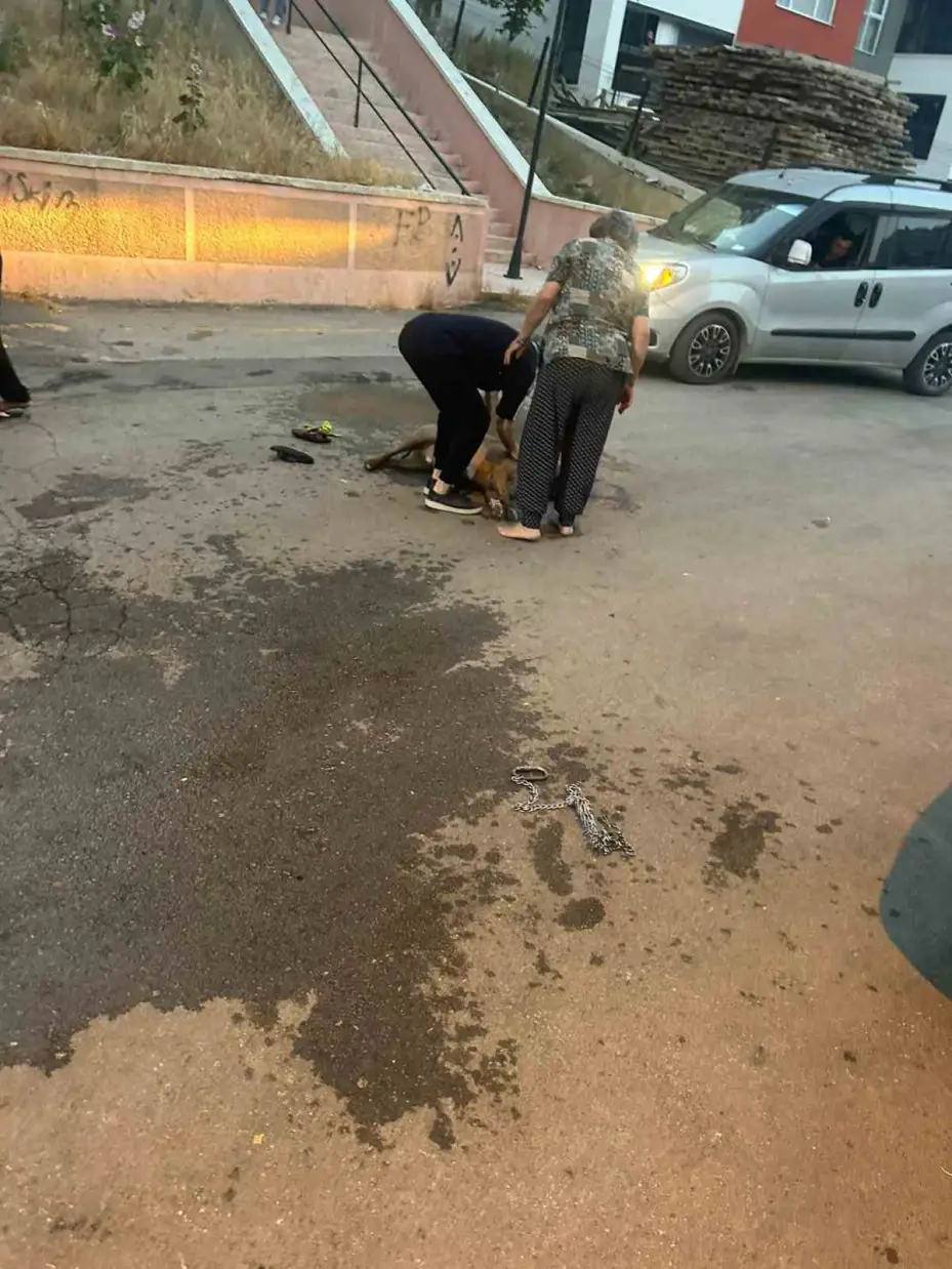 Ağızlıksız dolaştırılan pitbull, hem köpeğe hem de kendi sahibine saldırdı