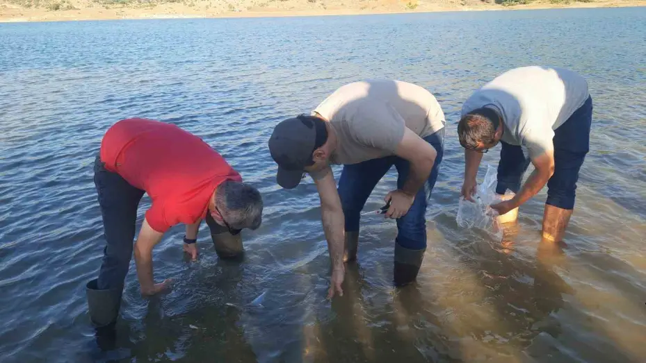 Bozkır’ın baraj ve göletleri yavru sazan balıkları ile buluştu