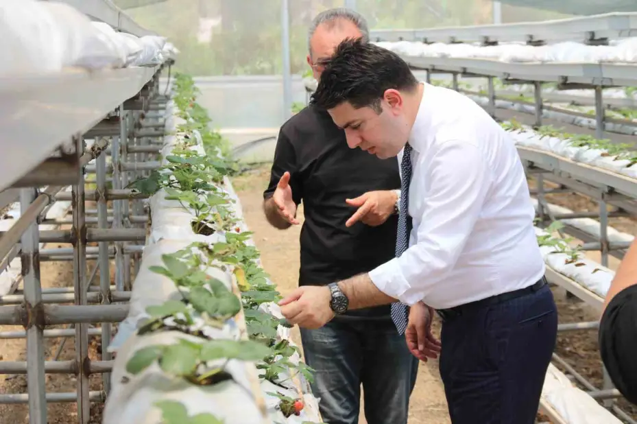 Topraksız yerde yetişen çilekler damak çatlatıyor