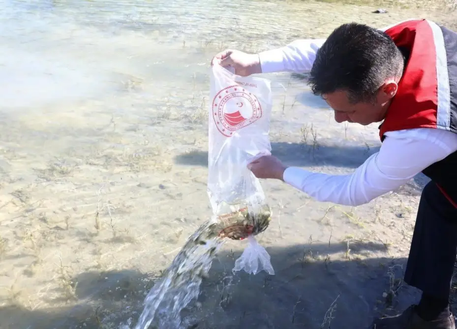 Nevşehir’de 856 Bin yavru sazan balığı sularla buluştu