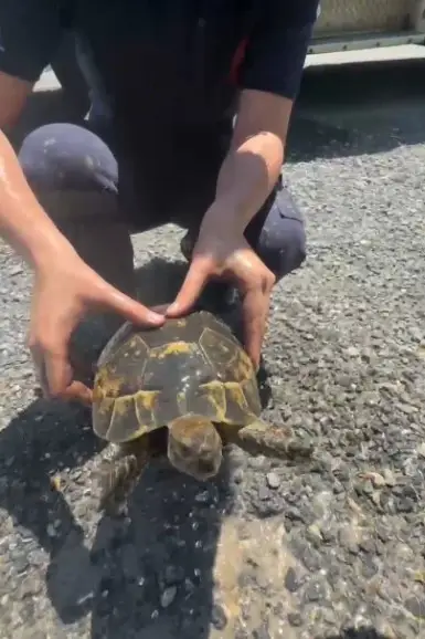 Yangında mahsur kalan kaplumbağaya itfaiyeden yardım eli