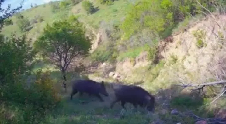 Çankırı’da yaban hayatı fotokapanda