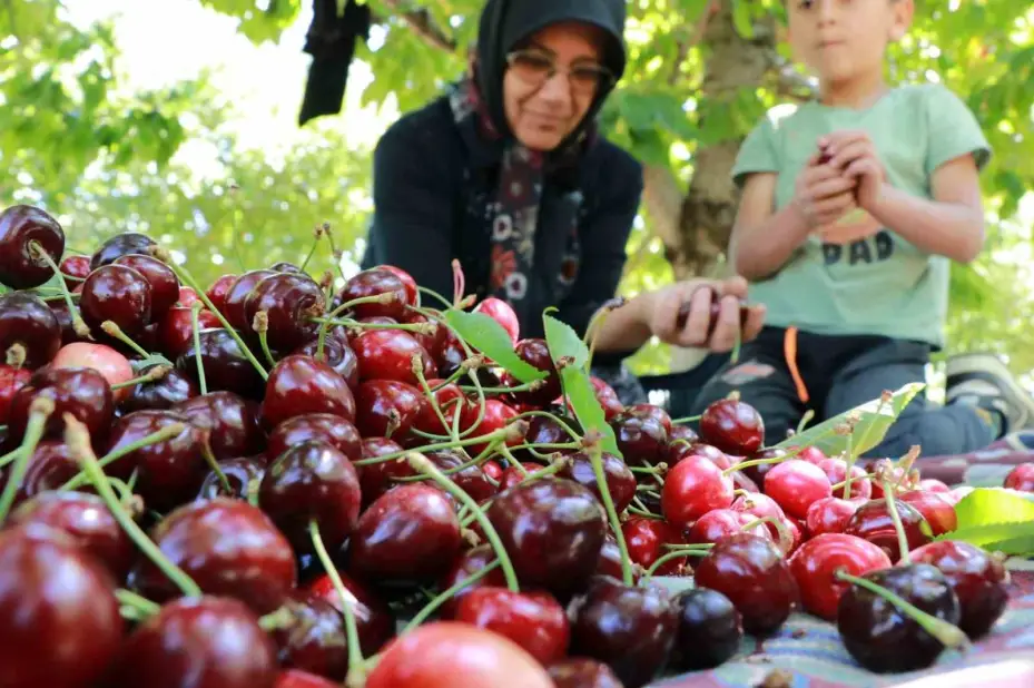 Konya’da Hadim kirazında hüzünlü hasat