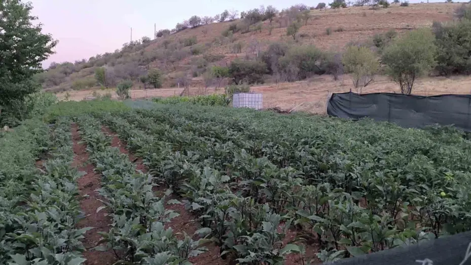 Kırşehir’de bahçe sulama kavgası kanlı bitti: Komşusunu öldürüp, eşini yaraladı