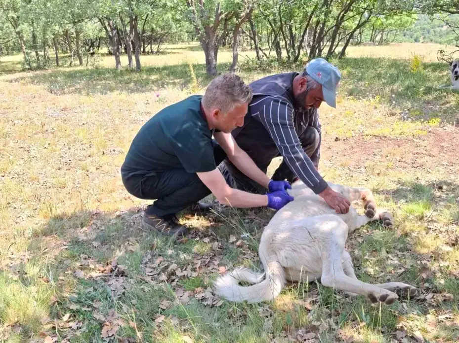 Sahipli hayvanlar için kuduz aşısı ve mikroçip uygulaması devam ediyor