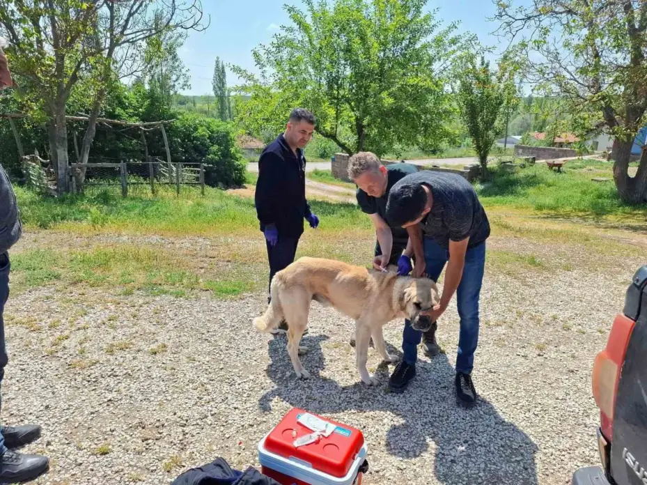 Sahipli hayvanlar için kuduz aşısı ve mikroçip uygulaması devam ediyor