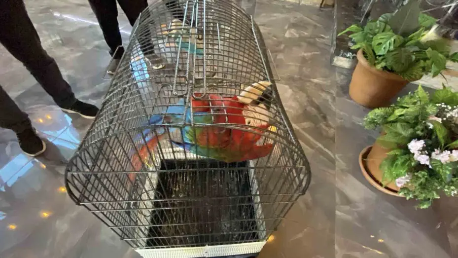 Aksaray’da restorana papağan operasyonu
