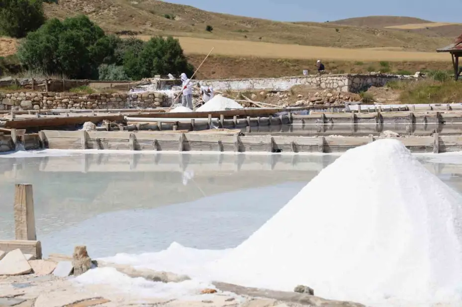 Beyaz altın hasadı başladı