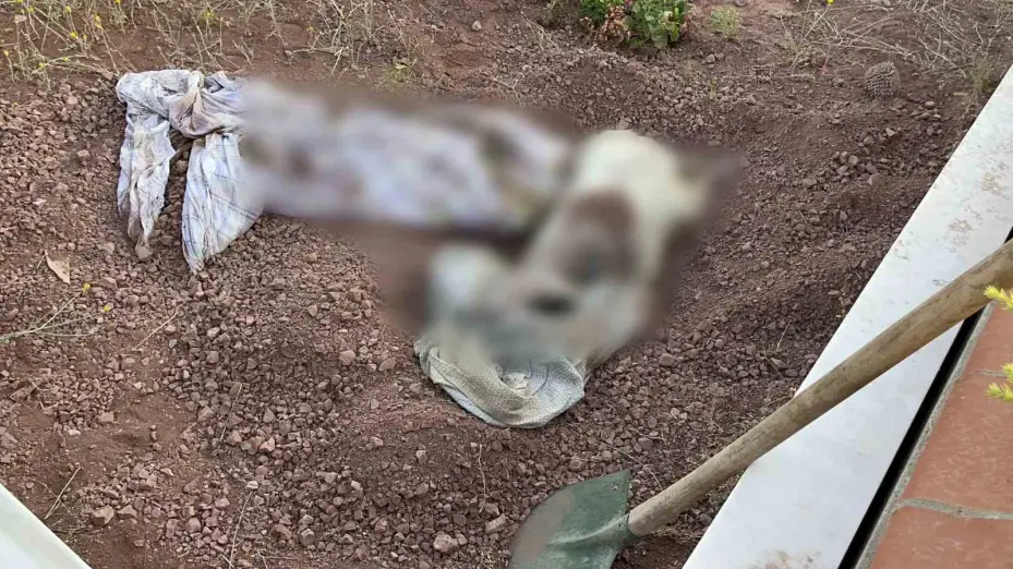 Mezarlığa gömülen köpek leşi ekipleri alarma geçirdi