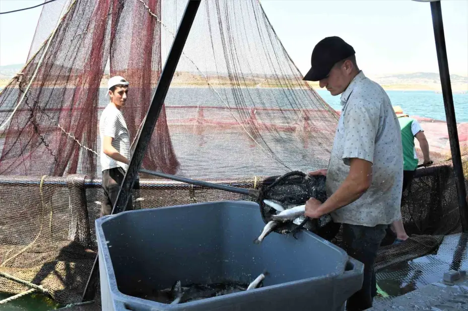 Denizi kıyısı olmayan Yozgat bozkırında yılda ortalama 225 ton balık üretiyor