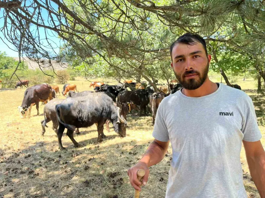(ÖZEL) Boynuzları kalp şeklinde olan manda dikkat çekiyor