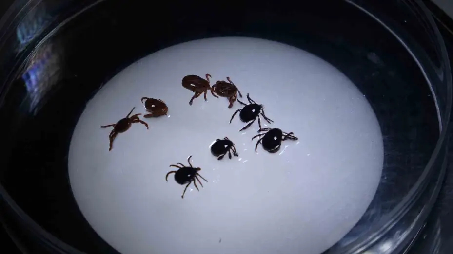 Doğanın gözlerinde kene sessizliği