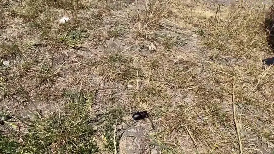 Öldürmenin cezası 557 bin TL, Sivas’ta görüldü