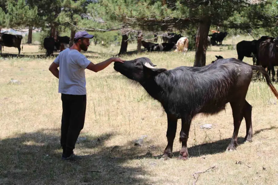 İnönü’deki manda yetiştiricileri kaliteli ve doğal ürünler için her gün hayvanları ile kilometrelerce yürüyor