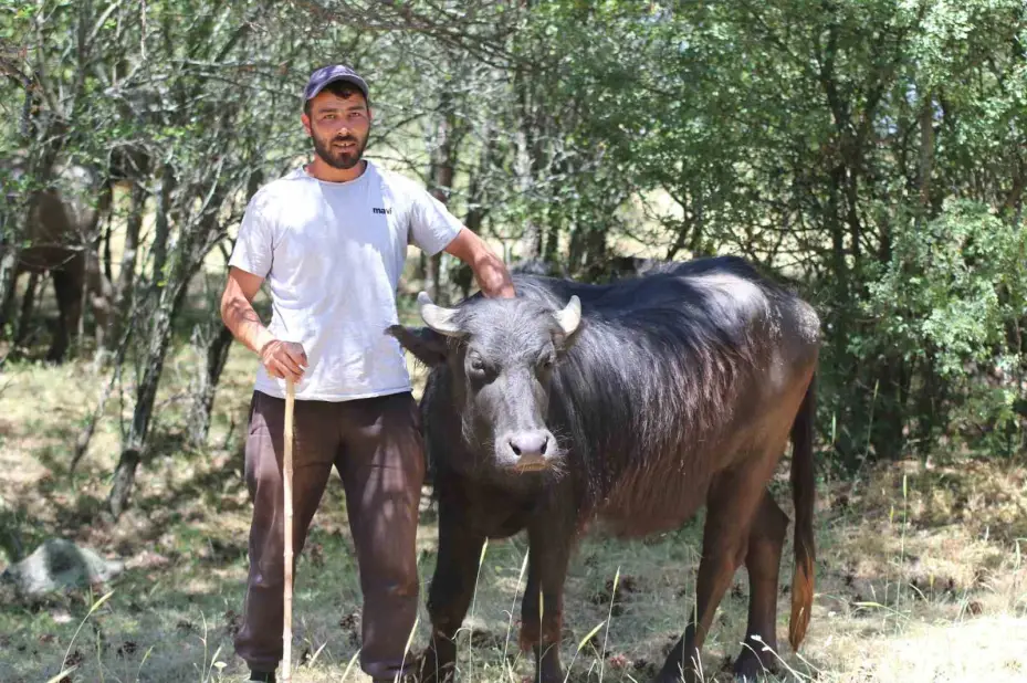 İnönü’deki manda yetiştiricileri kaliteli ve doğal ürünler için her gün hayvanları ile kilometrelerce yürüyor