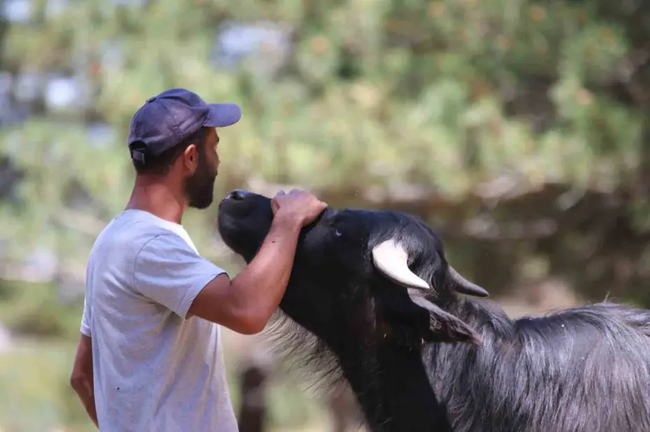 İnönü’deki manda yetiştiricileri kaliteli ve doğal ürünler için her gün hayvanları ile kilometrelerce yürüyor