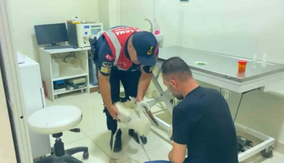 Sorgun’da bulunan yaralı leylek tedavi altına alındı
