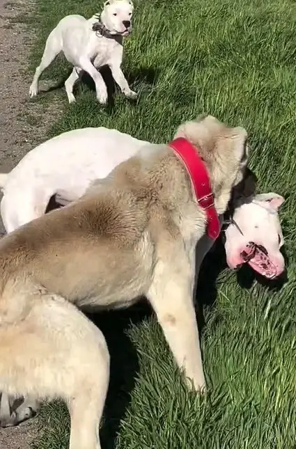 Köpeklerin dövüştürüldüğü video tepki topladı