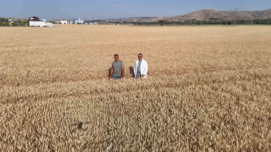 Melezlerden elde edilen 4 çeşit buğday, hasat için gün sayıyor