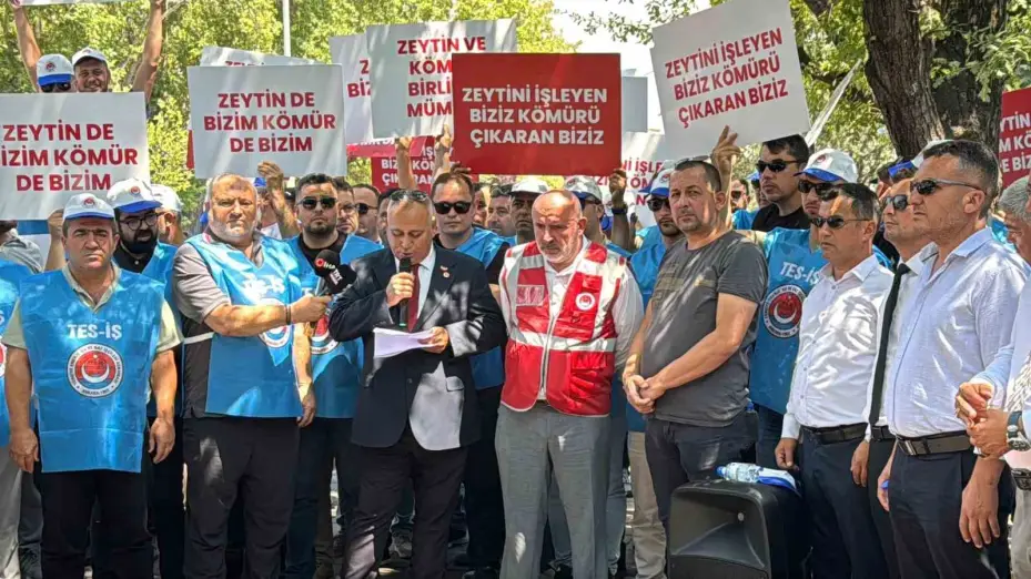 Enerji torba yasasından köylüye müjde çıktı: "Taşınan zeytin ağacının iki katı kadar yeniden dikilecek"