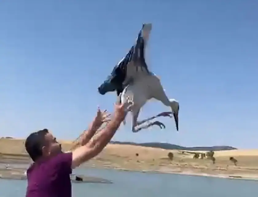 3 ay önce yaralı teslim alınan leylek sağlığına kavuştu, doğaya bırakıldı