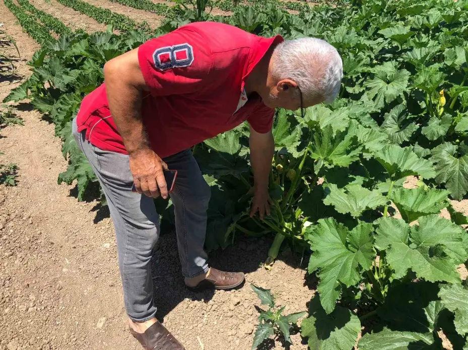 Kendi yetiştirdikleri ürünleri satmalarına rağmen kazanç sağlayamıyorlar