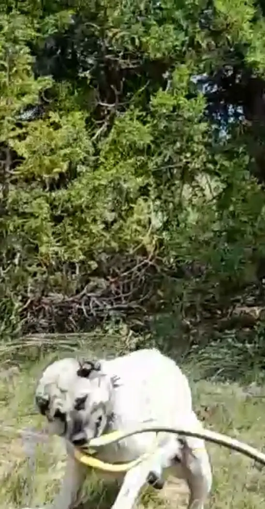 Sürüyü korumak için ağaca tırmandı, 2 metrelik yılanı etkisiz hale getirdi