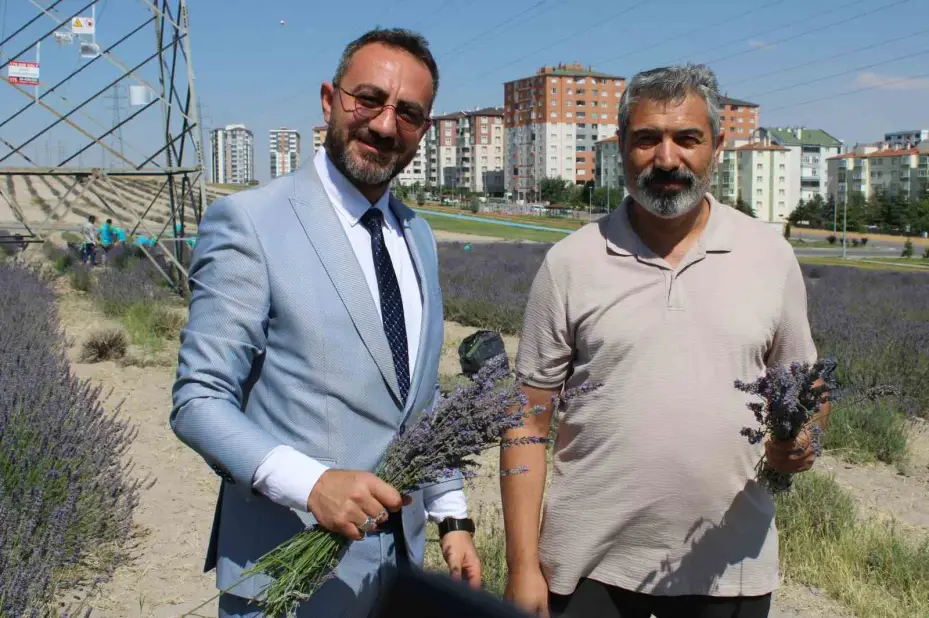 Çiftçilere örnek olması için ekilen lavantanın 4. hasadı yapıldı
