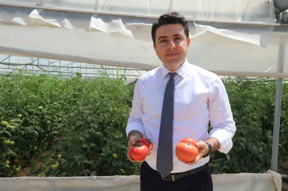 70 derecede Türkiye’nin en lezzetli domatesleri Eskişehir’de yetişiyor