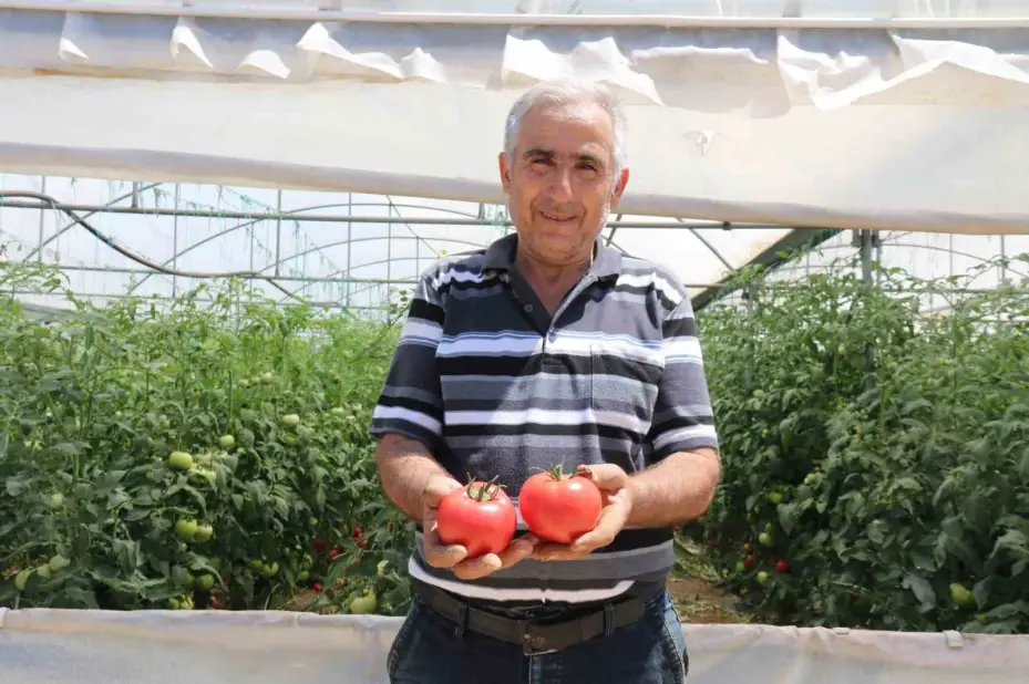 70 derecede Türkiye’nin en lezzetli domatesleri Eskişehir’de yetişiyor
