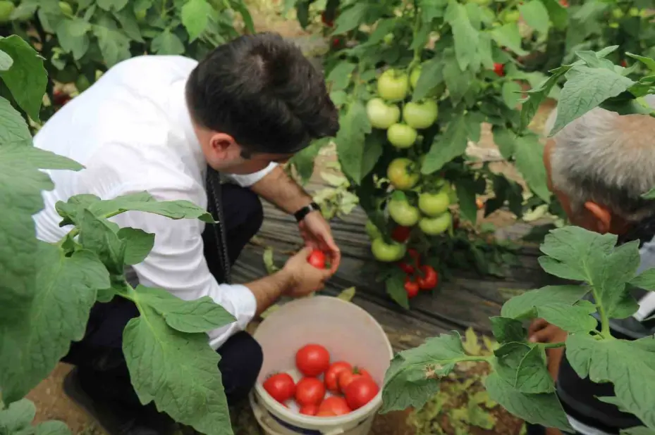 70 derecede Türkiye’nin en lezzetli domatesleri Eskişehir’de yetişiyor