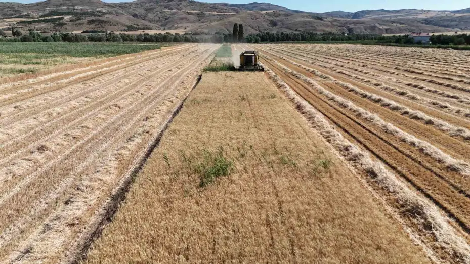 Ülke tarımına yön verecek buğdaylar hasat edildi