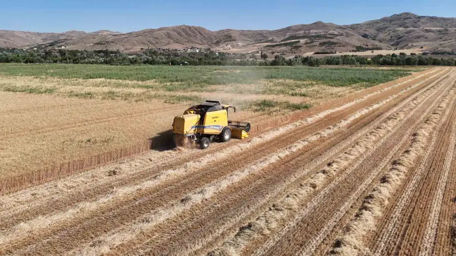 Ülke tarımına yön verecek buğdaylar hasat edildi