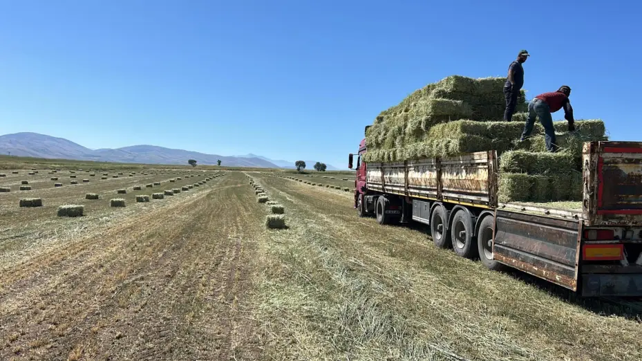 Talas Belediyesi’nden yem desteği
