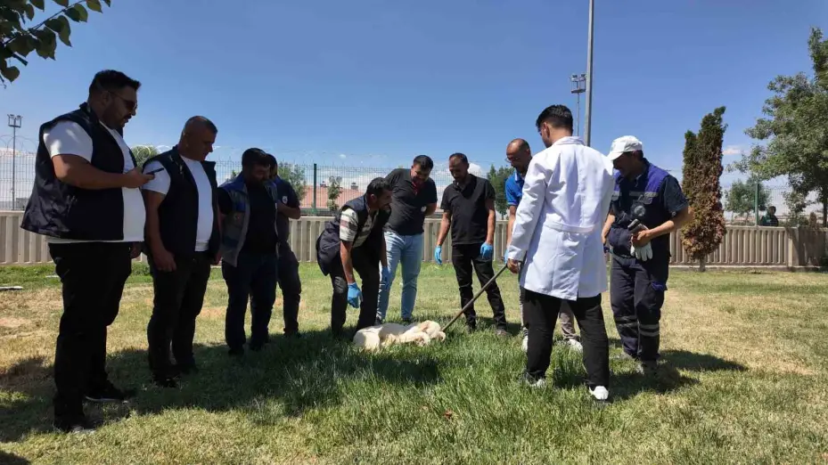 İlçe belediyelerine sokak hayvanlarını toplama eğitimi ve mama desteği