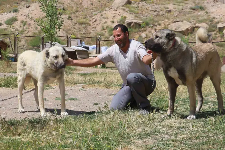 İri cüsseleriyle düşmanına korku salan Kangallar, masum hayvanlara merhametiyle de hayran bırakıyor