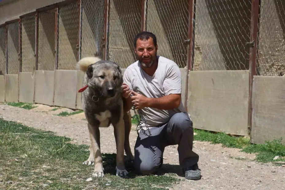 İri cüsseleriyle düşmanına korku salan Kangallar, masum hayvanlara merhametiyle de hayran bırakıyor
