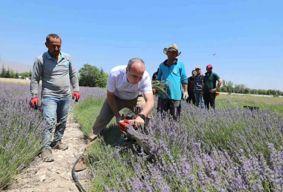 NÖHÜ’de lavanta hasadı yapıldı