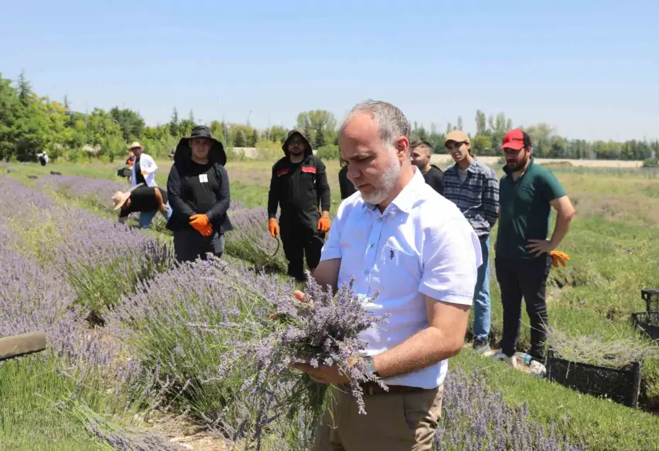 NÖHÜ’de lavanta hasadı yapıldı