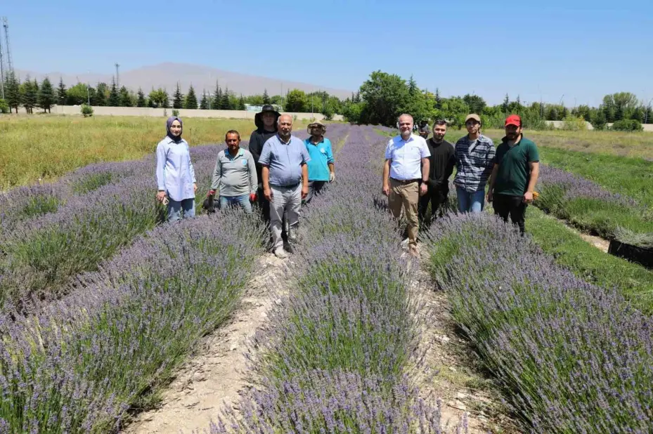 NÖHÜ’de lavanta hasadı yapıldı
