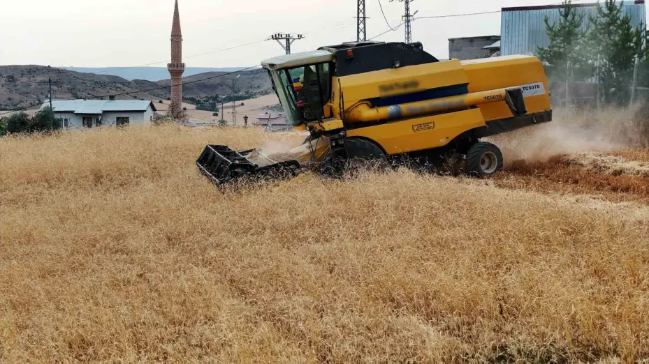 2.5 milyon dekar alanda ekildi, 800 bin ton ürün bekleniyor