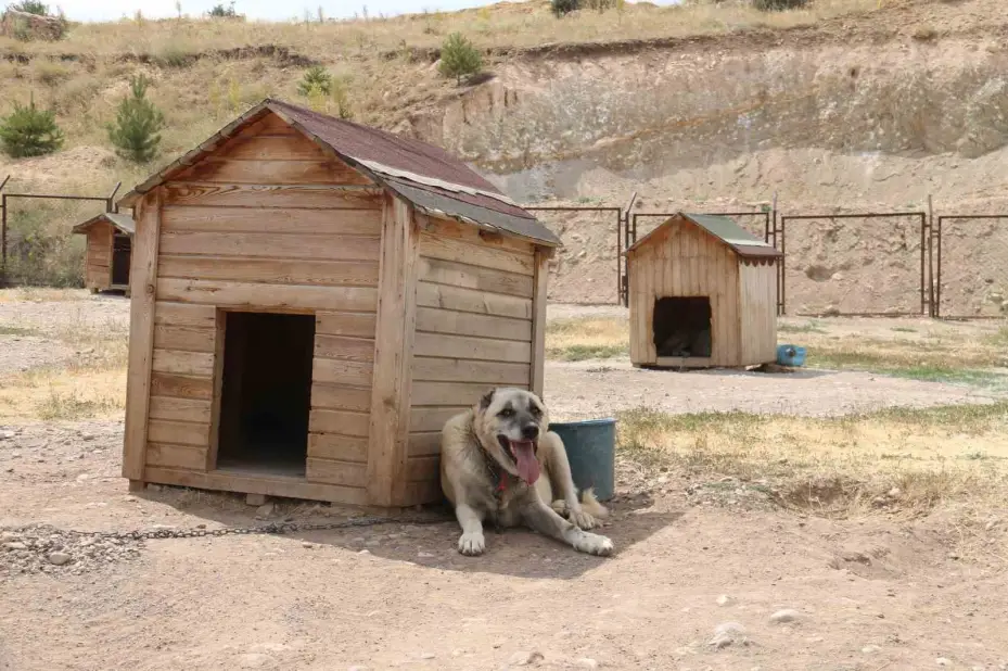 Sıcaktan bunaldı yavru kangal ile aynı varilin içinde serinledi