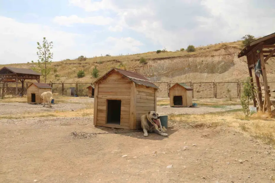 Sıcaktan bunaldı yavru kangal ile aynı varilin içinde serinledi