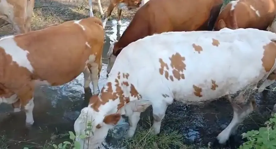 Hayvanları su içebilsin diye elleriyle mini gölet yaptılar