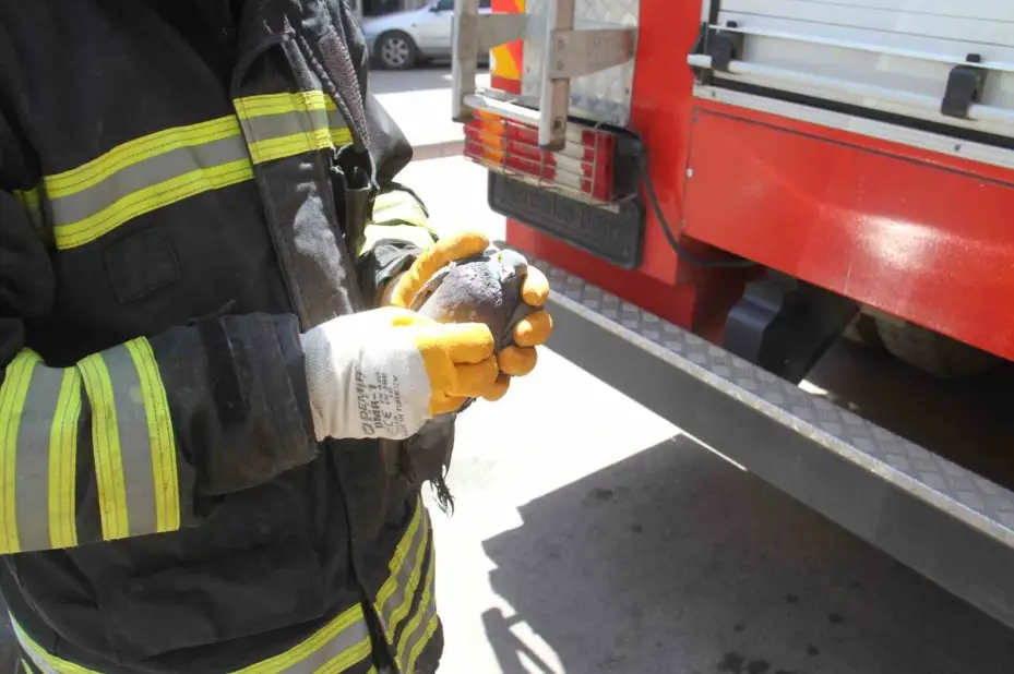 Beyşehir’de itfaiyeden güvercin kurtarma operasyonu