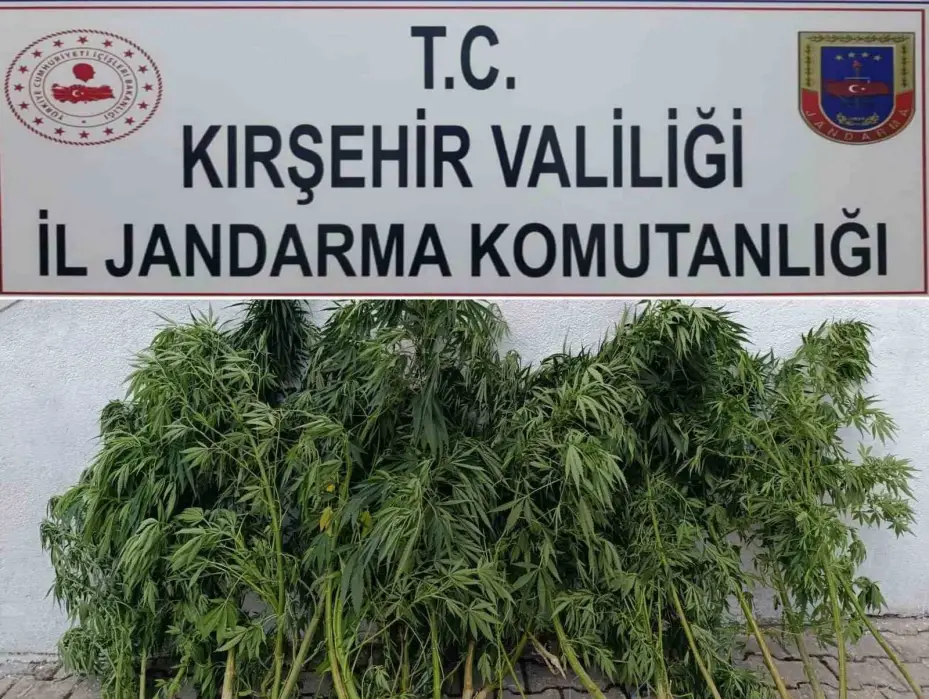 Kırşehir’de 48 kök kenevir ele geçirildi
