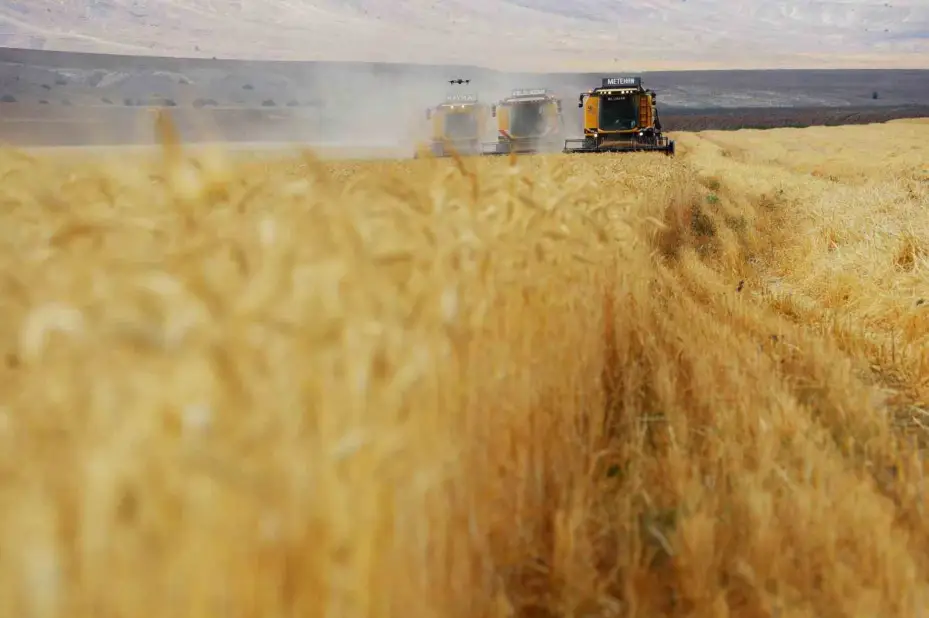 Biçerdöverler aynı anda tarlalara girdi, binlerce dekar arazide hasat sürüyor