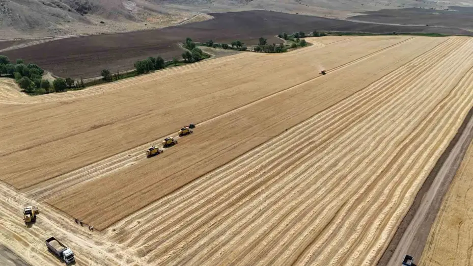 Biçerdöverler aynı anda tarlalara girdi, binlerce dekar arazide hasat sürüyor